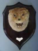 Taxidermy otter mask mounted on a wooden plaque, Talisker 1968 to ivorine label, H38cm