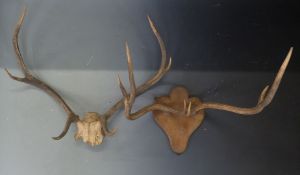 Two deer antler mounts, one dated 1908 shot by Miss E Lambert 13st 8lb, the other probably a