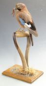 Taxidermy study of a jay with worm standing on a spade handle, H43cm