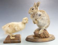 Two taxidermy studies, a duckling and a rabbit, tallest 28cm