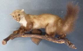 Taxidermy study of a pine marten mounted on a naturalistic branch with hanging oak plaque, L50 x