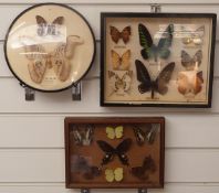 Three framed and glazed taxidermy studies of butterflies, largest 25 x 32cm