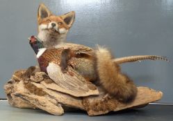 Taxidermy study of a fox with pheasant on moss covered log, W88 x D30 x H5.7cm