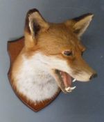 Taxidermy study of a fox mask mounted on wooden plaque, script verso 'Barry Williams, taxidermist,