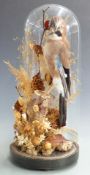 Taxidermy study of a jay on a tree stump under a glass dome, H45cm