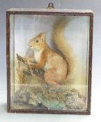 Victorian taxidermy study of a red squirrel in glazed case, W18 xD13 x H34