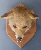 Taxidermy study of a fox mask mounted on a wooden shield, H29cm