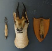 Taxidermy study of an antelope with two slots, possibly unrelated, H40cm