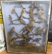 Victorian taxidermy study of British birds including finches, linnets, thrush, starling etc, in