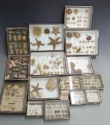 Taxidermy / Natural History interest a large collection of mounted and cased sea shells, anemones,