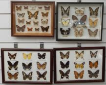 Four framed and glazed taxidermy studies of butterflies, British examples include Swallowtail, Essex