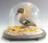 Taxidermy study of a Teal raised on naturalistic oval base under a glass dome, W45 x D25 x H40cm