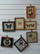 A collection of framed and glazed taxidermy studies of butterflies, largest 25 x 19cm