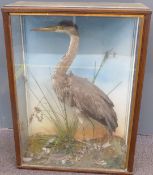 Taxidermy study of a heron, in glazed case W60 x D25 x H82cm