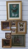 A collection of framed and glazed taxidermy studies of butterflies, largest 40 x 32cm