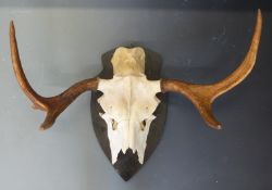 Taxidermy study of an elk skull and antlers mounted on a wooden plaque, script verso 'Shot by