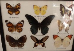 Three framed and glazed taxidermy studies of butterflies, largest 25 x 32cm