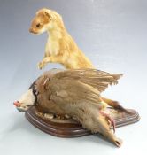 Taxidermy study of a stoat and partridge on wooden base, H26cm