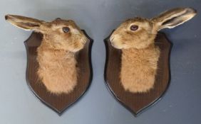 Taxidermy study of a pair of hare masks, mounted on wooden plaques, H28cm