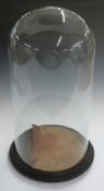 A late 19th/20thC glass dome on wooden base, H45cm, diameter 26cm