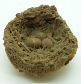Fossilised birds nest with three eggs, diameter 8.5cm