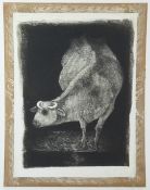 Lucy Willis (b1954) signed limited edition (5/20) etching of a horned cow, signed and dated 1978