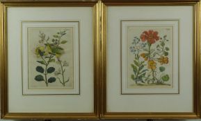 Two 18thC hand coloured engravings of flowers after drawings by Maria and Johanna Merian from '