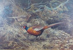 Berrisford Hill (20thC) oil on canvas cock and hen pheasant among bracken, signed lower right, 50