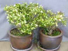 Pair of large terracotta planters, H40cm, with under trays