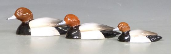 Three Peter Scott for Beswick graduated Pochard decoy ducks, longest 14.5cm
