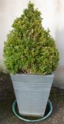 Two topiary box plants, H98cm