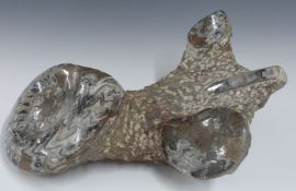 Large multiple fossil sample with polished / highlighted ammonites, length 39 x width 28cm