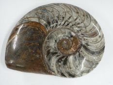 Large polished ammonite fossil, maximum diameter 28cm