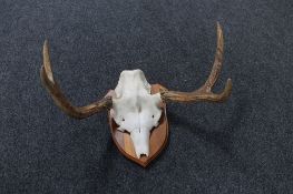 A deer skull and antlers mounted on a shield