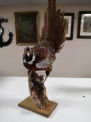 A taxidermy pheasant on plinth together with two sparrow hawks (3)