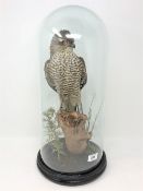A taxidermy sparrow hawk under glass dome on ebonised plinth