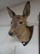 A taxidermy dear head on shield