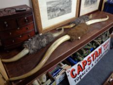 Three sets of cow horns