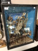 A taxidermy owl in display case