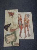 Three Russian anatomy charts