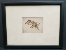 Vintage Framed Greyhound Cigarette Card