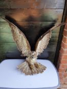 Common Buzzard Taxidermy