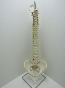 3B scientific GmbH spine and pelvis with stand.