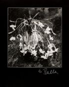 Demeter, Balla (1931 Szentes - Budapest 2017)