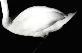 Gibson, Ralph (1939 Los Angeles)