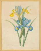 REDOUTE, P. J: A pair of hand coloured botanical studies, size 290 x 220mm, f & g, c1830s.
