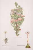 CURTIS, Winifred - The Endemic Flora of Tasmania : 6 vol.