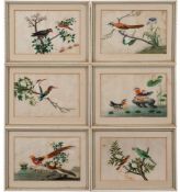 A collection of nine late 19th century Chinese ornithological paintings on rice paper: each pair