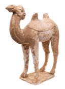 A large Chinese pottery figure of a Bactrian or Mongolian camel: modelled standing four square with