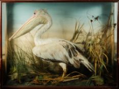 A late 19th/early 20th century cased taxidermy Pelican: naturally set with painted backboard in a
